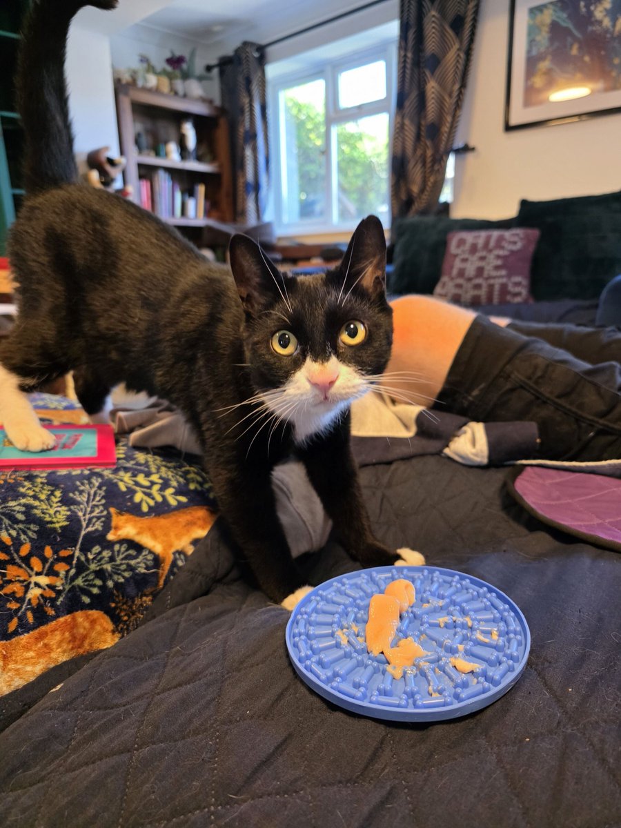 Look how disappointed Smol Paul is that I gave him the licky treat he repeatedly requested
