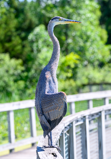 Happy Wednesday evening. 
 
Энэ нээх хөөрхөн зогсож байгаа биз? Тэгээд гүүрэн дээр 😊
#birdphotography #野鳥写真 
       (📷 JocAPhotography)