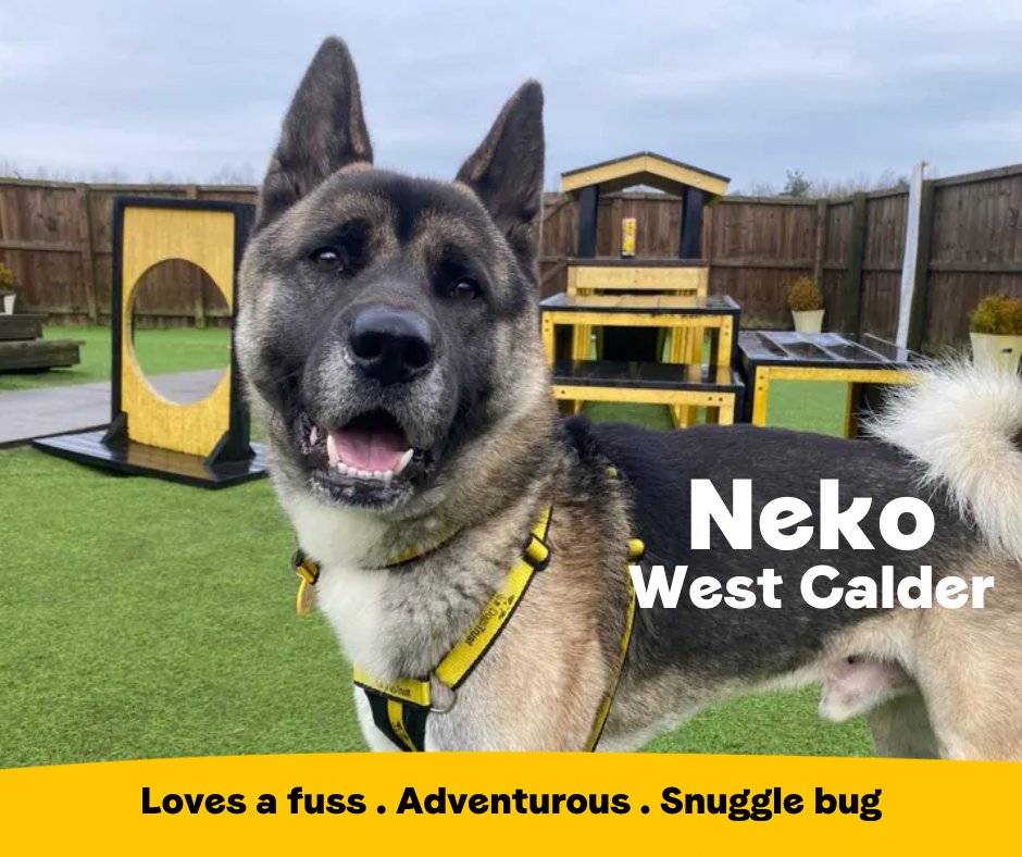 Neko is an adorable 2 year old Akita who has a lovely nature. This big bouncy boy adores going on lots of adventures before settling down for a fuss and a movie night with his favourite humans💛
<a href="/DT_WestCalder/">DogsTrust West Calder (Edinburgh)</a>📍 bit.ly/4ngvH6T