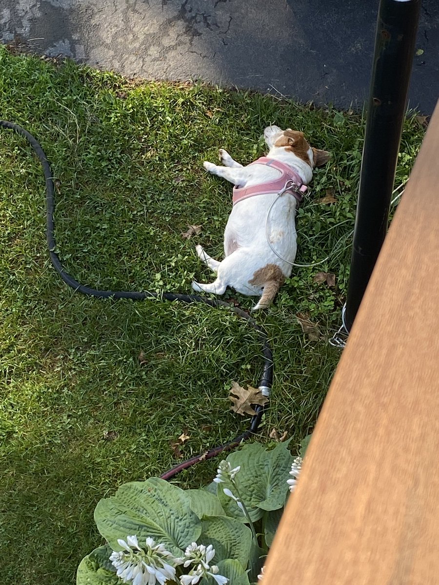 DaisyMaeJack's tweet image. No cause for alarm. Just “chillin” in my favorite spot 🥵☺️🐾♥️ #wednesdaymorning #humid #dogsofX