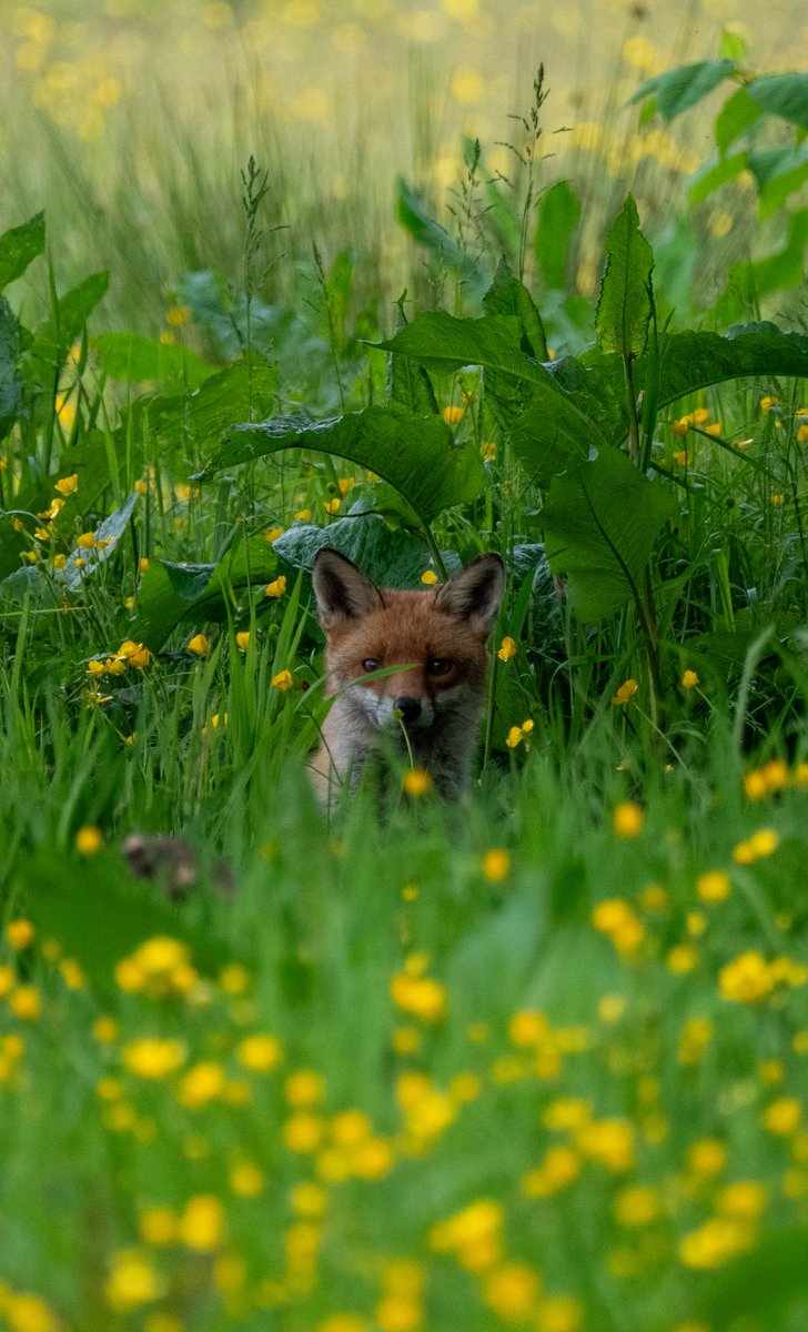 Christopher Onn tweet media