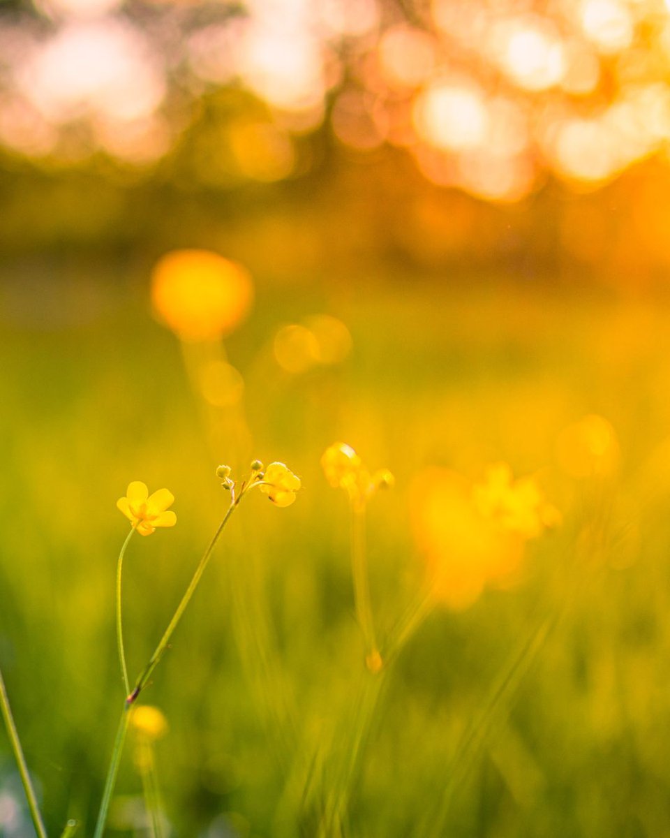 💚 This #WorldWellbeingWeek, we’re putting YOUR wellbeing first. 

Whether you're just starting your pharmacy journey or have decades of experience, your mental health matters. 

Explore our free wellbeing resources today 👇 

buff.ly/TTRYPcQ