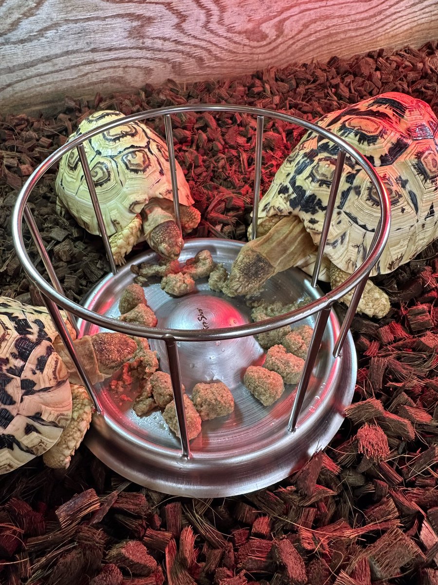 kame.douraku (@m_mitsuhiko0920) on Twitter photo 6/25(水)
ソマリア3🐢
朝食にマズリ
やっぱりこの3亀はセットだな😂
#リクガメ
#ヒョウモンガメ
#ヒョウモンリクガメ
#ソマリアヒョウモンガメ
#ソマリアリクガメ
#tortoise
#pardalis 6/25(水)
ソマリア3🐢
朝食にマズリ
やっぱりこの3亀はセットだな😂
#リクガメ
#ヒョウモンガメ
#ヒョウモンリクガメ
#ソマリアヒョウモンガメ
#ソマリアリクガメ
#tortoise
#pardalis