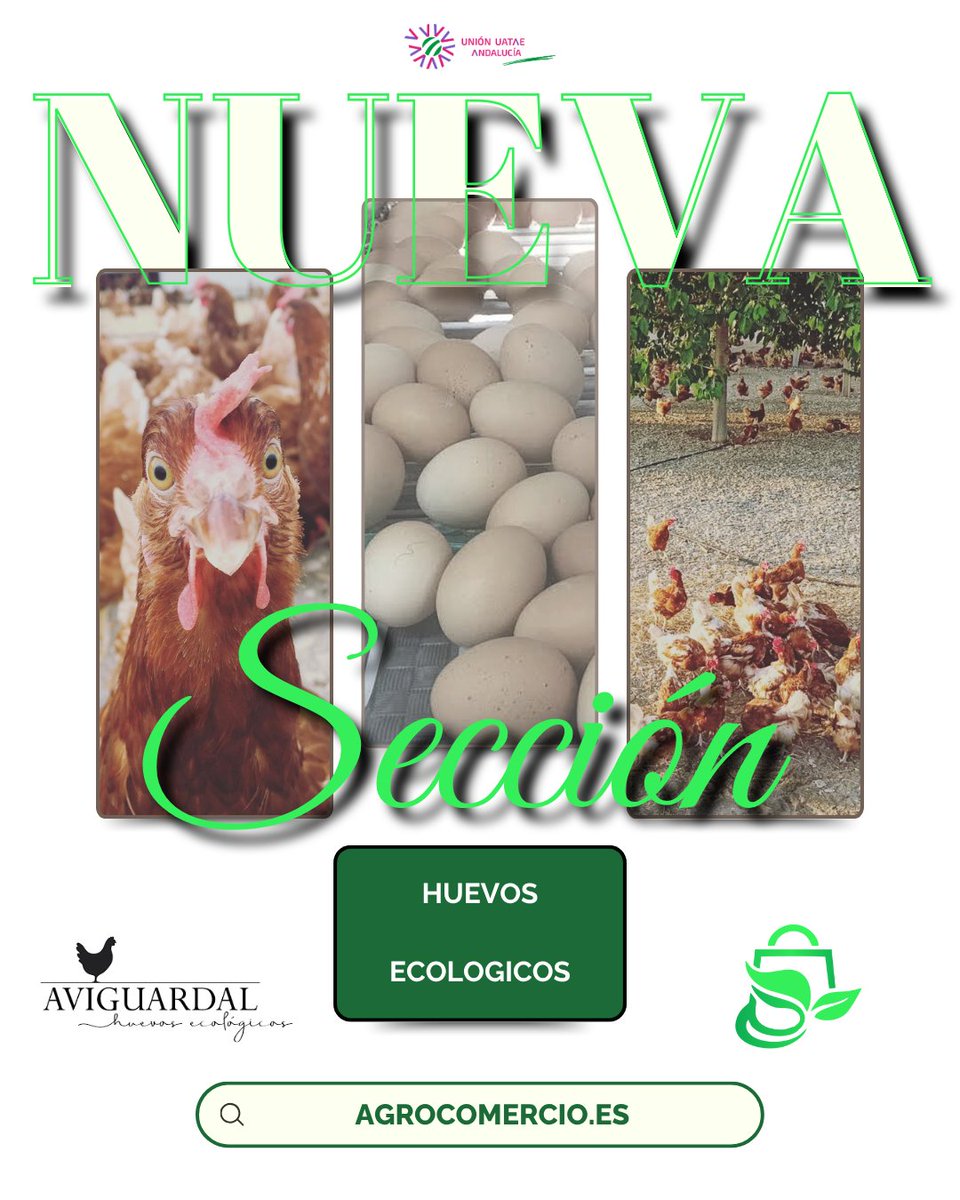 union_andalucia's tweet photo. 💚 𝗔𝗯𝗿𝗶𝗺𝗼𝘀 𝘀𝗲𝗰𝗰𝗶𝗼́𝗻 𝗲𝗻 𝗔𝗚𝗥𝗢𝗖𝗢𝗠𝗘𝗥𝗖𝗜𝗢𝗩𝗜𝗩𝗢.𝗘𝗦 con Aviguardal, es una granja familiar de 𝗵𝘂𝗲𝘃𝗼𝘀 𝗘𝗖𝗢𝗟𝗢́𝗚𝗜𝗖𝗢𝗦  

🗺️https://t.co/gLkXcyLOXw

#agrocomerciovivo #nomedalavida #huevosecologicos #economiacircular  #tuplan #tuplanandalucia https://t.co/GwL0r2rSMJ