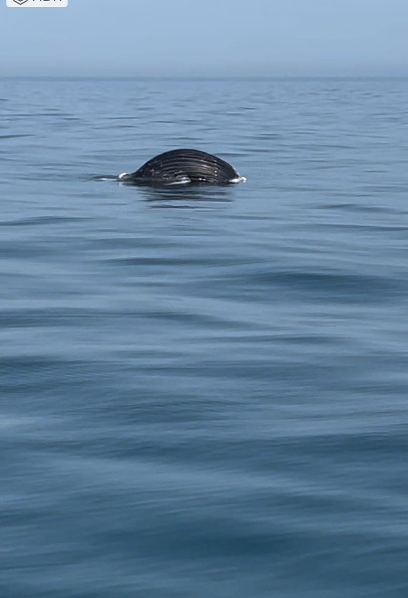 mtkblb's tweet photo. 6/23/25 8 mi NE of #EmpireWind we’ve seen this movie before. Baleen whales hear same low-frequency sounds & can be injured by OSW construction. So why are fin, humpback, sei, & minke whales left to fend for themselves in zones that NARW are protected? NOAA’s policy: all whales are equal, but some are more equal than others. #HumpbacksRExpendable