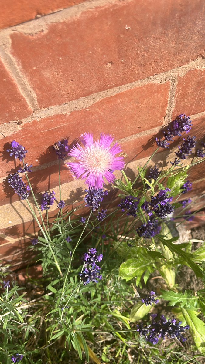 You know you work in the right place when you have colleagues who pop seed packets into your birthday card 3 months ago that you get to grow flowers from. What a joy.