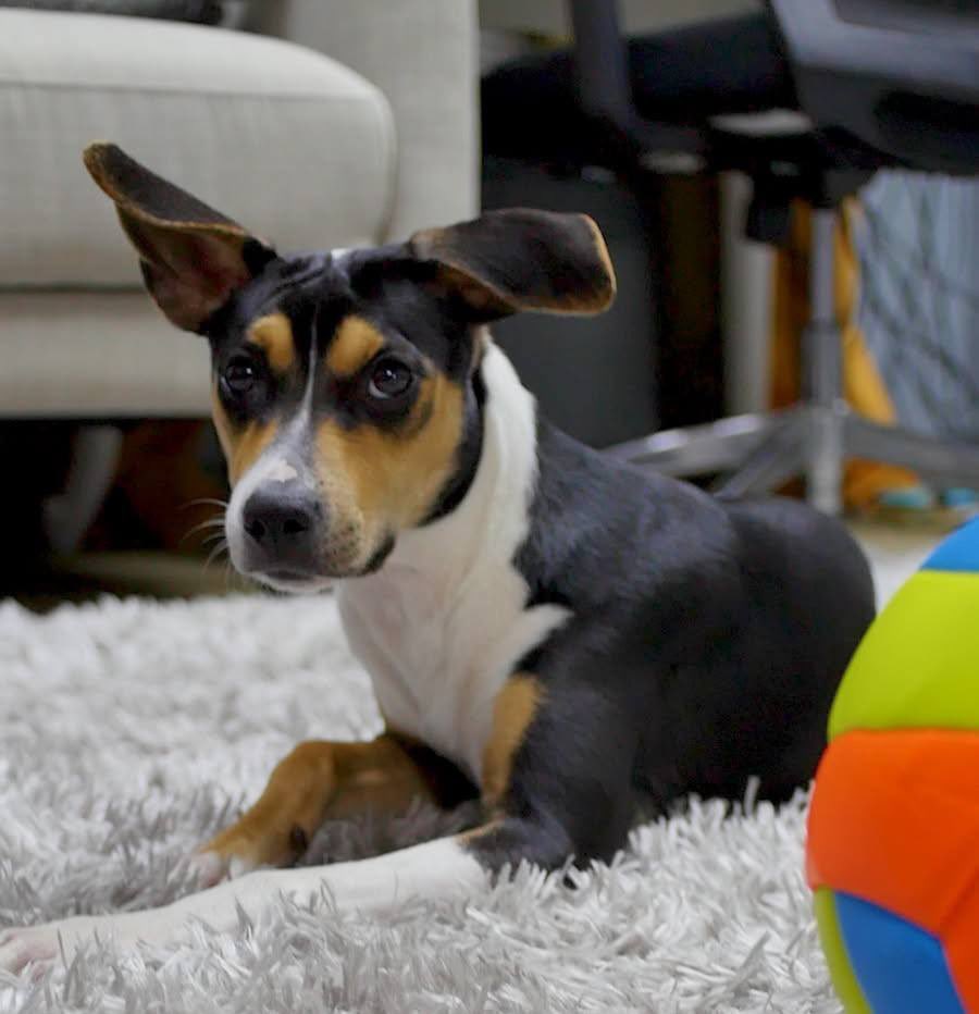 CastDestination's tweet image. ATLANTA, GA **POSTING FOR OUR DEAR FRIENDS** Guys we’re still over here looking for Bixby. If you live in the area between Covington Hwy, Pine Lake, Clarkston or Candler or know someone who does, keep an eye out for him. He’s a sweet shy dog PLEASE CALL 770-882-6839** #Lostdog