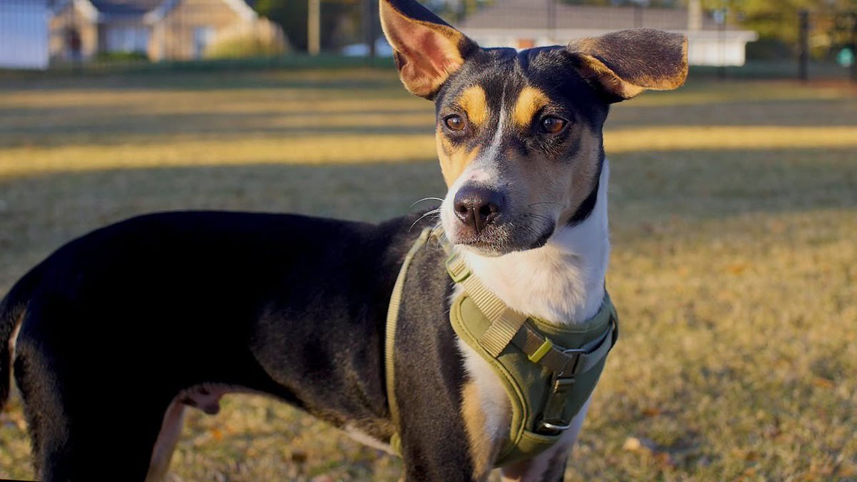 CastDestination's tweet image. ATLANTA, GA **POSTING FOR OUR DEAR FRIENDS** Guys we’re still over here looking for Bixby. If you live in the area between Covington Hwy, Pine Lake, Clarkston or Candler or know someone who does, keep an eye out for him. He’s a sweet shy dog PLEASE CALL 770-882-6839** #Lostdog