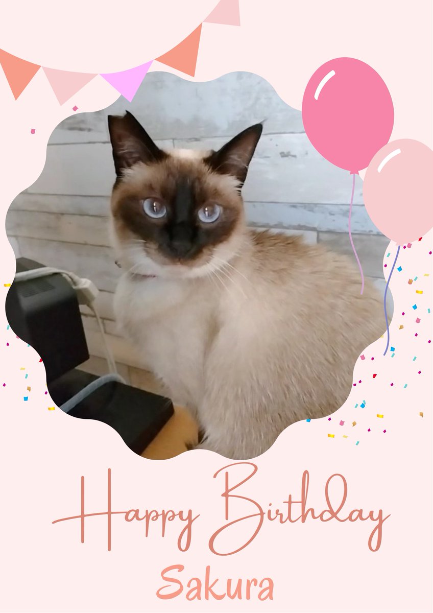 サクちゃん サクちゃん5歳になりました☺️🎉 これからも幸せ届けますニャ〜😽🍀