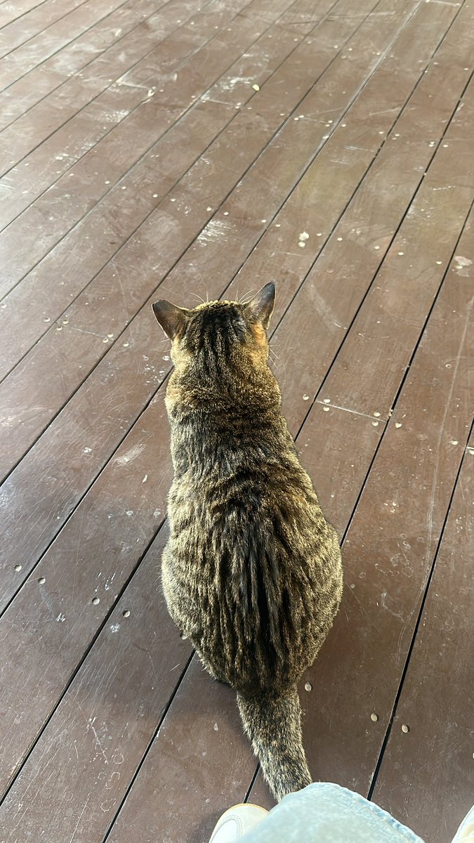 dalbomom's tweet photo. 천상 고냥이 뒷모습🖤🤍
아톰이는 밥도 잘 먹고 잠도 잘 잔대요!
#가족찾는아톰 https://t.co/kiEf0MSmgp
