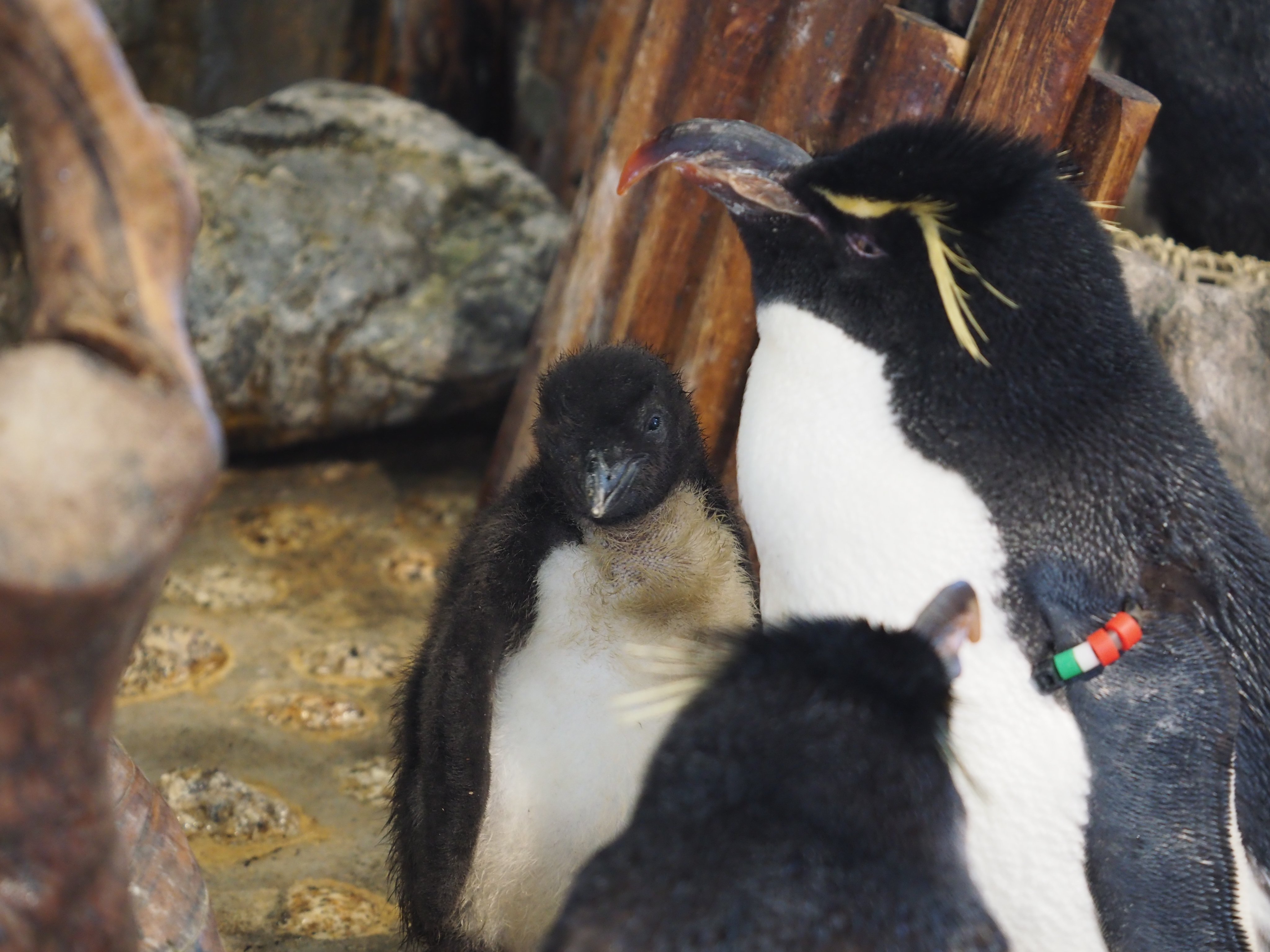 マリンピア日本海：イワトビペンギンの特別解説 - あにまる