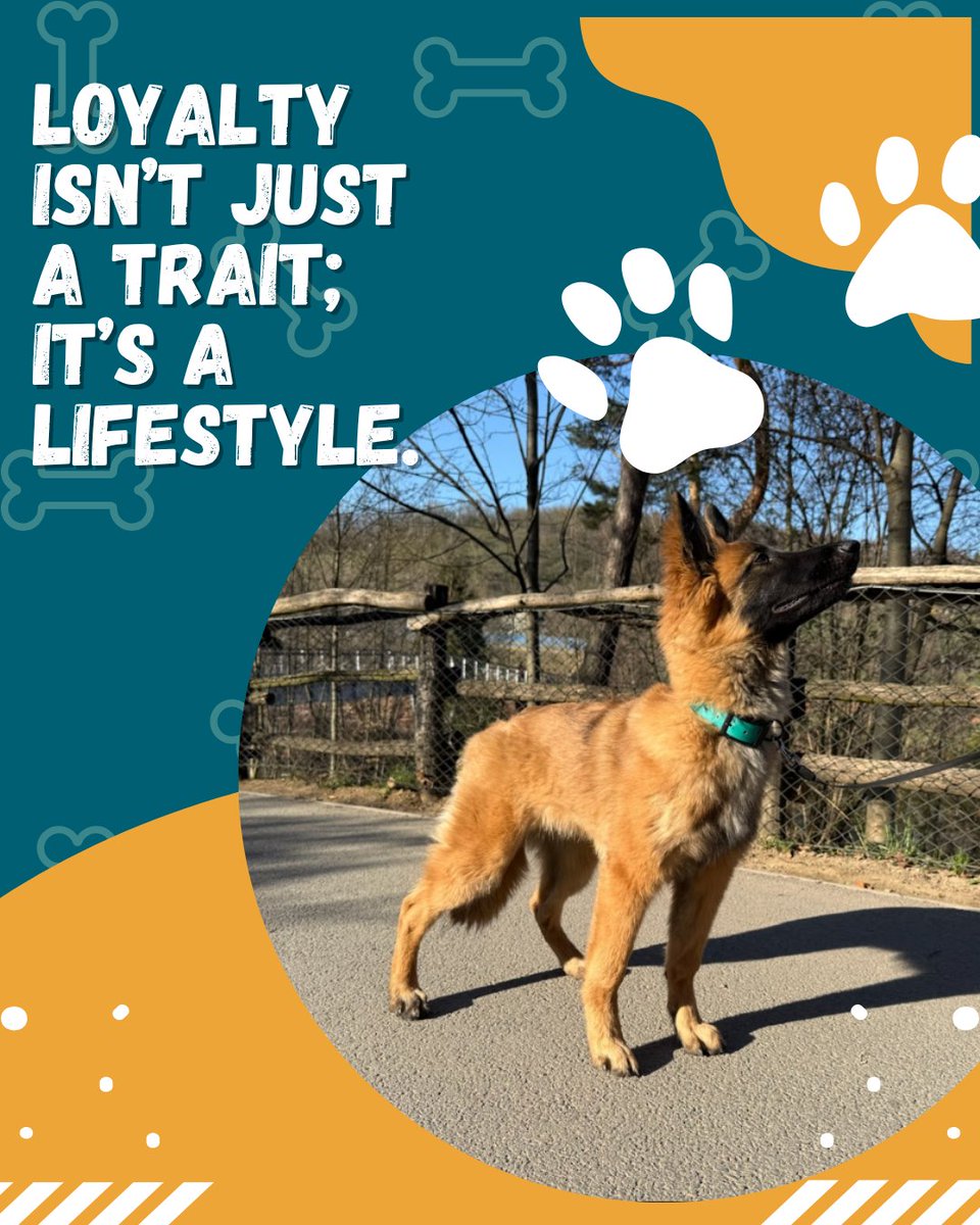 EnforceDeabei's tweet photo. Standing tall, eyes steady—this is what loyalty looks like. No distractions, no doubts—just unwavering devotion in every heartbeat. 🐾🛡️
.
.
#LoyaltyInFocus #DogWithPurpose #MindfulDogSports #FearlessCompanion #DevotedHeart #ProudPartnership #GuardianGaze https://t.co/0vNP52FJOe