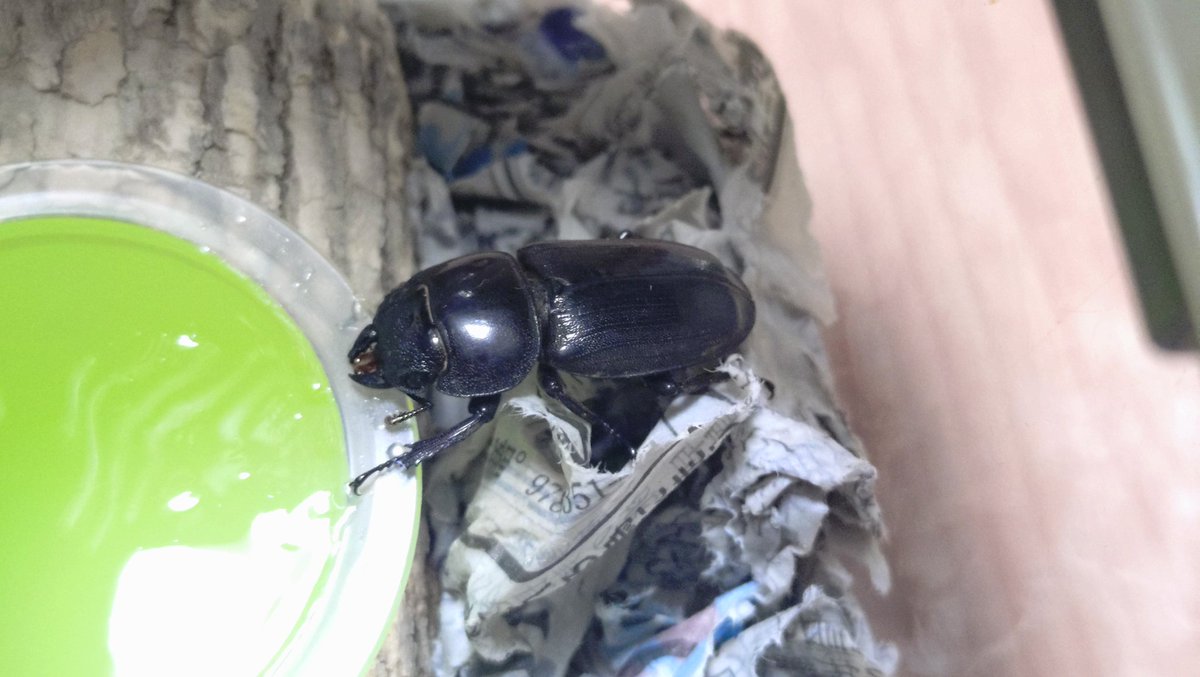 Kanta_014's tweet photo. 新聞紙ハウスからグレードアップ
下に埋めた朽ち木がデカすぎて飼育ケースの4/5が土。やばいか https://t.co/TPexrMt7zK