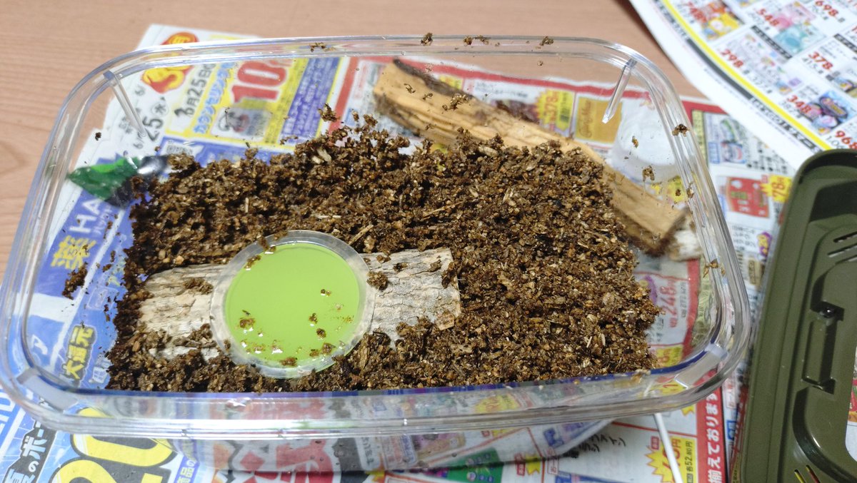 Kanta_014's tweet photo. 新聞紙ハウスからグレードアップ
下に埋めた朽ち木がデカすぎて飼育ケースの4/5が土。やばいか https://t.co/TPexrMt7zK