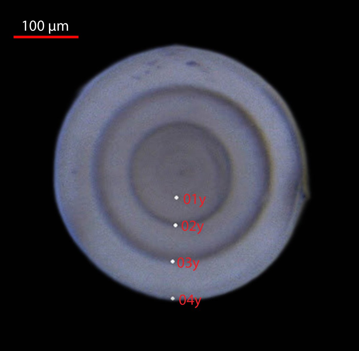 dr_OmerHan's tweet photo. Our study is the first to directly determine the age of Rapana venosa in the 🇹🇷 Black Sea using #statoliths—paving the way for accurate growth modeling and sustainable management.
#Mollusca #BlackSea #Rapanavenosa
[My 7th paper in 2025 – Q3] https://t.co/Tew5n89Wz5