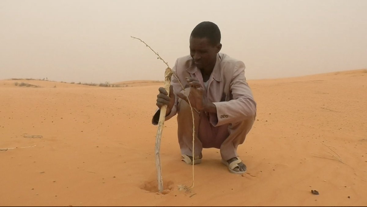 With support from the <a href="/pulitzercenter/">Pulitzer Center</a>, myself, <a href="/AbdullahAtijani/">A</a>, Amma Moussa and Gaston Sawadogo chronicle the thorn in the flesh of the African Union’s ambitious Great Green Wall Initiative in three West African countries –Burkina Faso, Nigeria and Niger Republic.