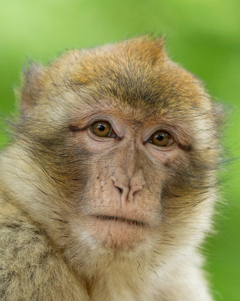 Trentham Monkey Forest tweet media