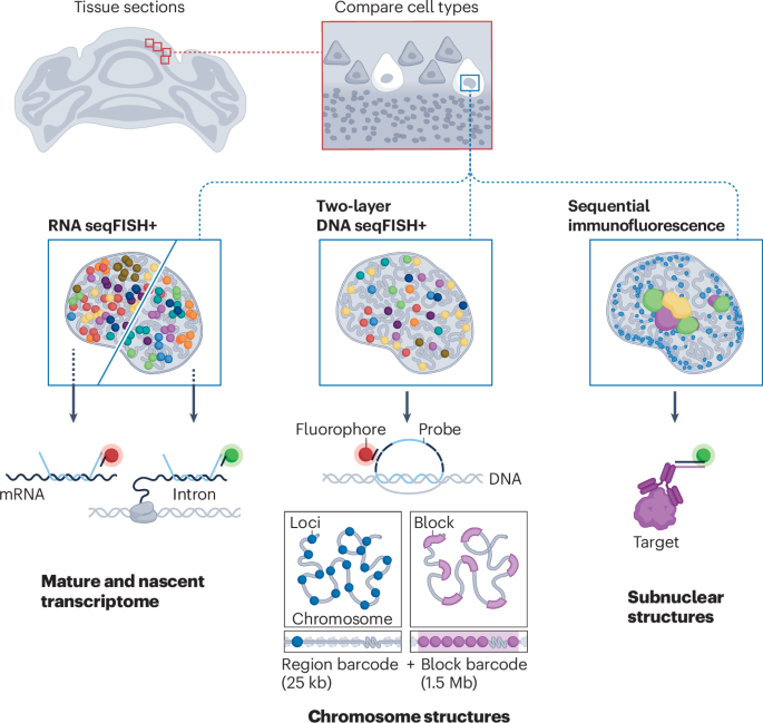 New online! Spatial multi-omics of nuclear architecture with two-layer seqFISH+ bit.ly/46eTdez