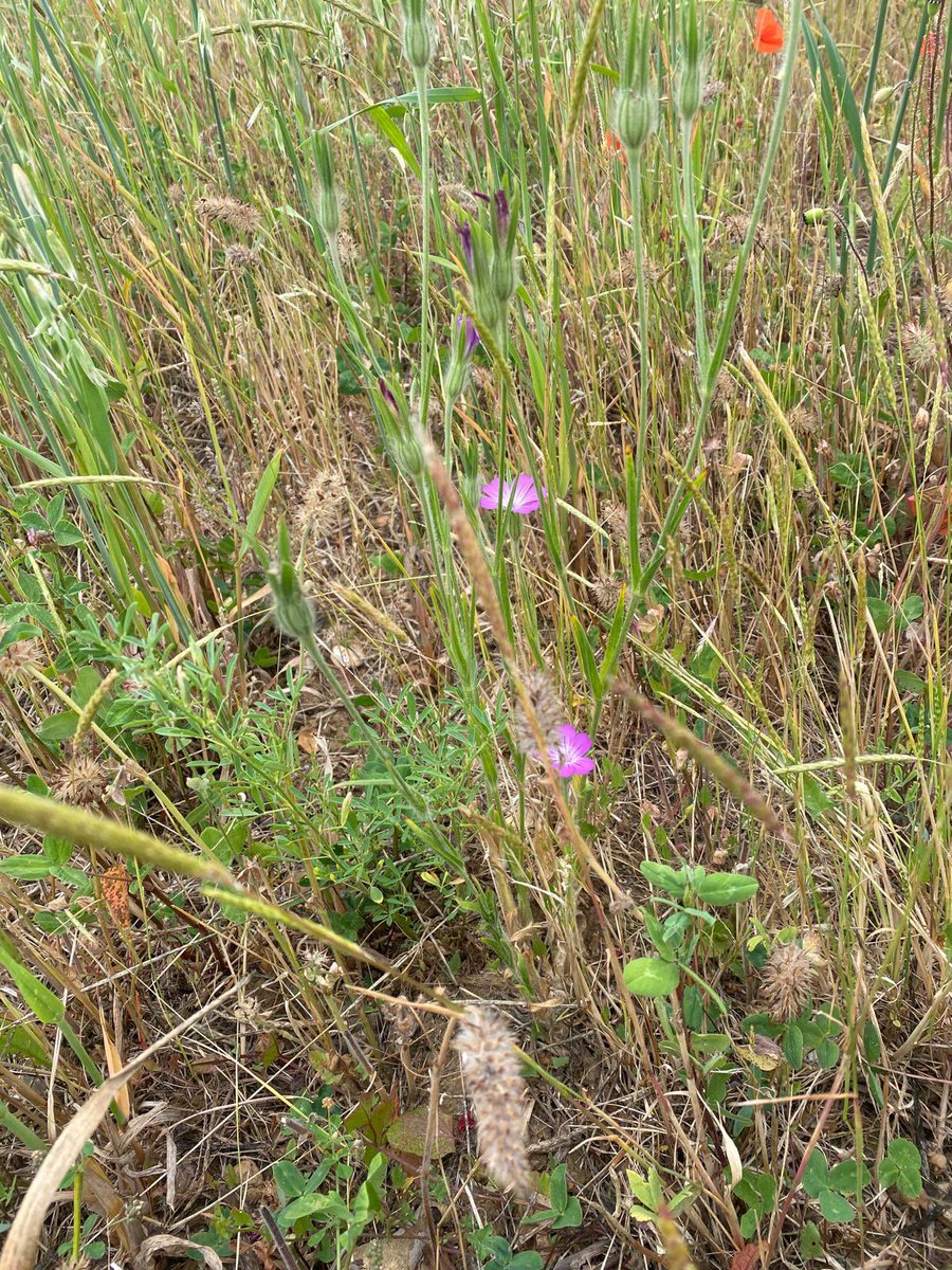 SWT Farm Wildlife Advice (@swtwildfarms) on Twitter photo Exciting #arableplant finds from a #wooltownscluster farm , forked catchfly (no recent records in Suffolk ) , and corn cockle in clover ley
<a href="/dku1000/">Darren Underwood</a> <a href="/arableplants/">ArableEmily #formerlyknownasweeds</a> Exciting #arableplant finds from a #wooltownscluster farm , forked catchfly (no recent records in Suffolk ) , and corn cockle in clover ley
<a href="/dku1000/">Darren Underwood</a> <a href="/arableplants/">ArableEmily #formerlyknownasweeds</a>