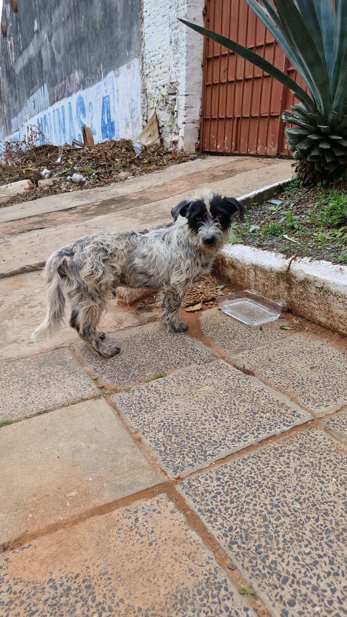 Estamos buscando URGENTE un hogar temporal para definitivo para éste bebé.

Fue rescatado el fin de semana. Está en guardería pero solo se puede quedar hasta hoy. 
No queremos que vuelva a la calle con el frío. Pero no tenemos otra opción 😔
Macho, 2 años aprox. Tamaño mediano.