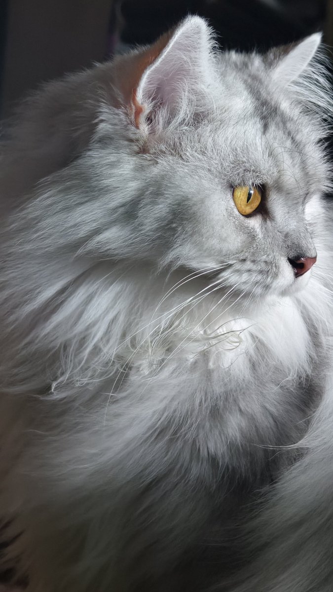 NismApin's tweet image. Haih..my cat so hensem..