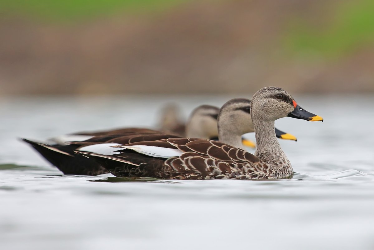 Silver Sherpa tweet media