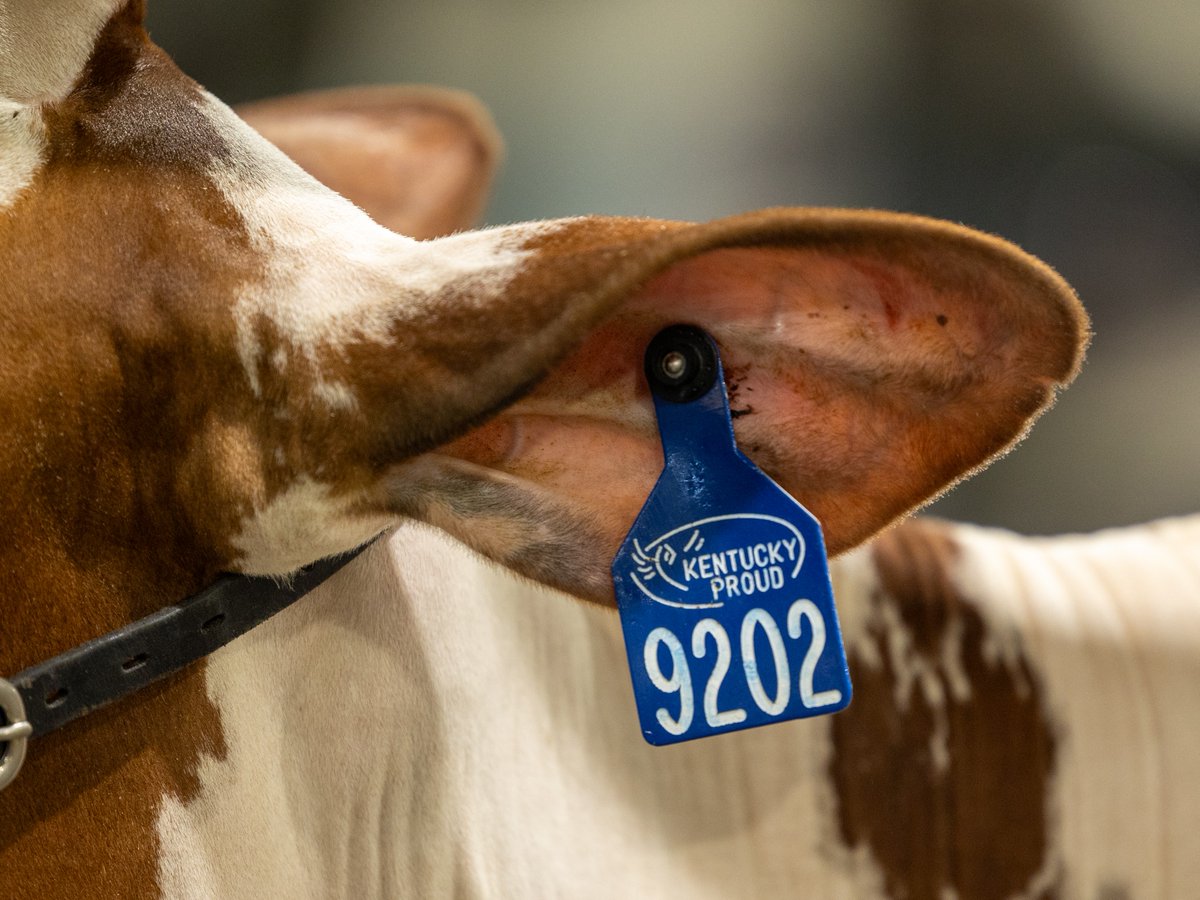 kystatefair's tweet image. From food vendors to retailers to livestock, there are so many nods to Kentucky Proud around the fair.