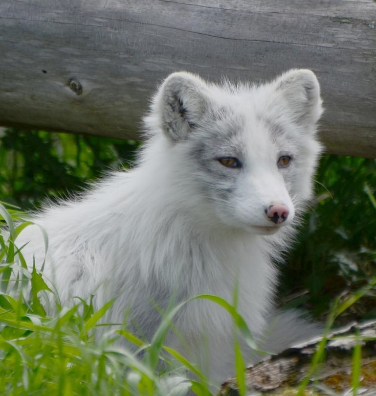 Hello! Check out my latest review at jhthomas.blogspot.com #weirdfiction #obsessivelove