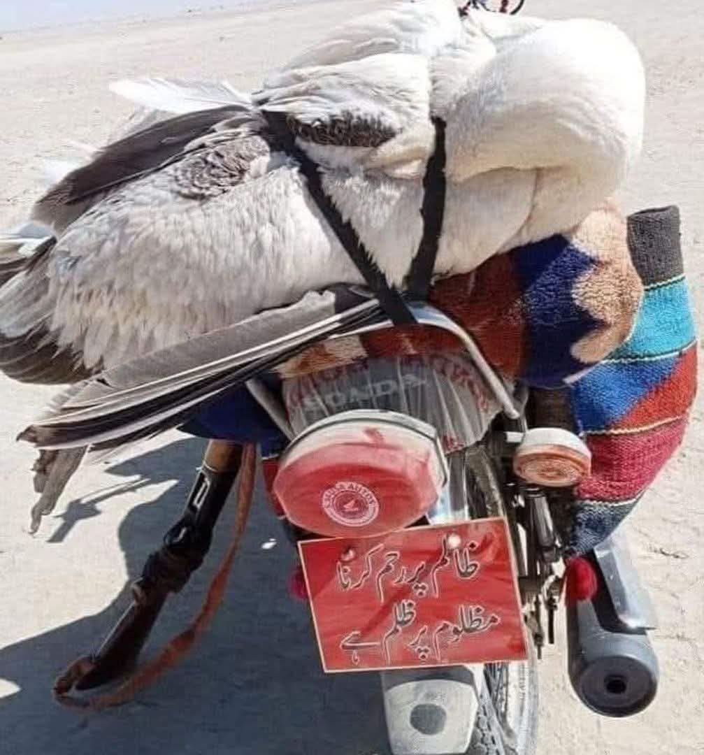 ھر انسان کے 3 چہرے ہوتے ہیں ، ایک وہ جو دنیا والوں کو دکھاتا ہے دوسرا وہ جو گھر والوں کو دکھاتا ہے اور تیسرا وہ جو کسی کو نہیں دکھاتا اور وہی اس کا اصل چہرا ہوتا ہے ،،،،  موٹر سائیکل کے نمبر پلیٹ پہ لکھی ہوئی تحریر دہکھیں اور موٹر سائیکل پر شکار کئیے گئے پرندے کو دیکھیں ،،،،،،