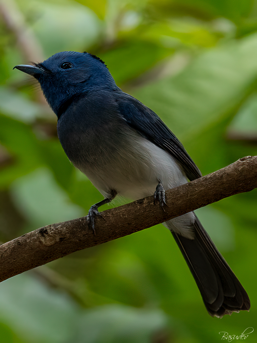 Black naped monarch .............@ Bandhavgarh                                      
#IndiAves #BBCWildlifePOTD #ThePhotoHour #natgeoindia #wildlifephotography #SonyAlpha #BirdsSeenIn2025
