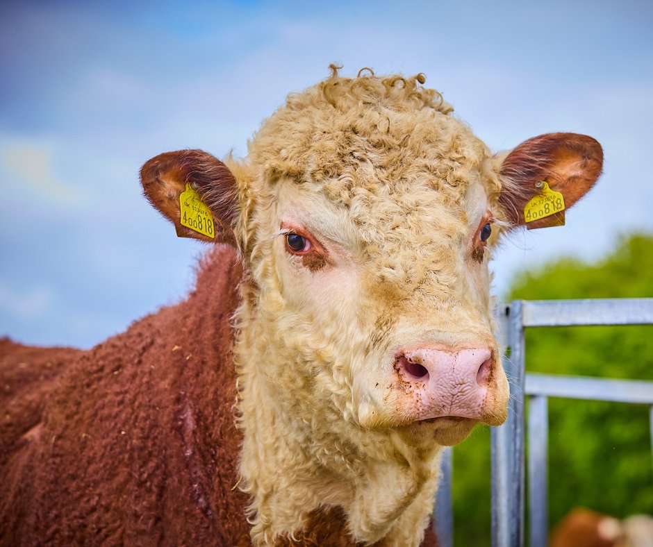 if_opera's tweet image. ๐ดThe Cowshed by Homewood๐ด
Our work on breathing new life into the cowshed continues... Over 250 beautiful and fragrant young plants now fill feeding troughs! Find out more & book your table: shorturl.at/URSk8
#ifopera #opera #operafestival #newrestaurant