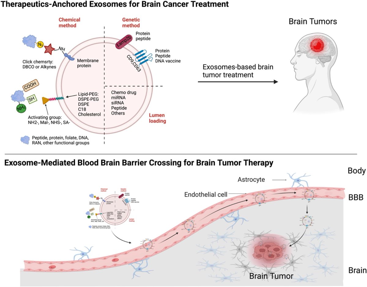 Pharmacoengineering & Mol Pharmaceutics (DPMP UNC) (@dpmp_unc) on Twitter photo New pub from <a href="/HingtgenLab/">Hingtgen Lab</a> and it's Project Brainslice focus "Exosomes: Traversing the blood-brain barrier and their therapeutic potential in brain cancer"
🔗doi.org/10.1016/j.bbca…
<a href="/UNCPharmacy/">UNC Pharmacy</a> New pub from <a href="/HingtgenLab/">Hingtgen Lab</a> and it's Project Brainslice focus "Exosomes: Traversing the blood-brain barrier and their therapeutic potential in brain cancer"
🔗doi.org/10.1016/j.bbca…
<a href="/UNCPharmacy/">UNC Pharmacy</a>