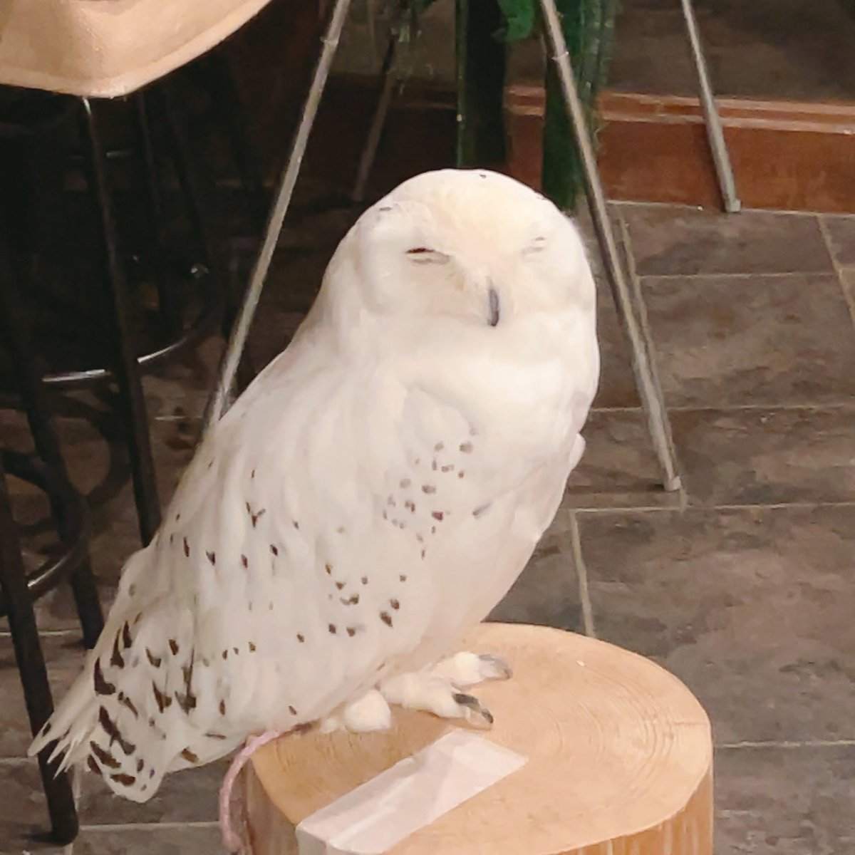 ふくろうの里 Owl Village on X