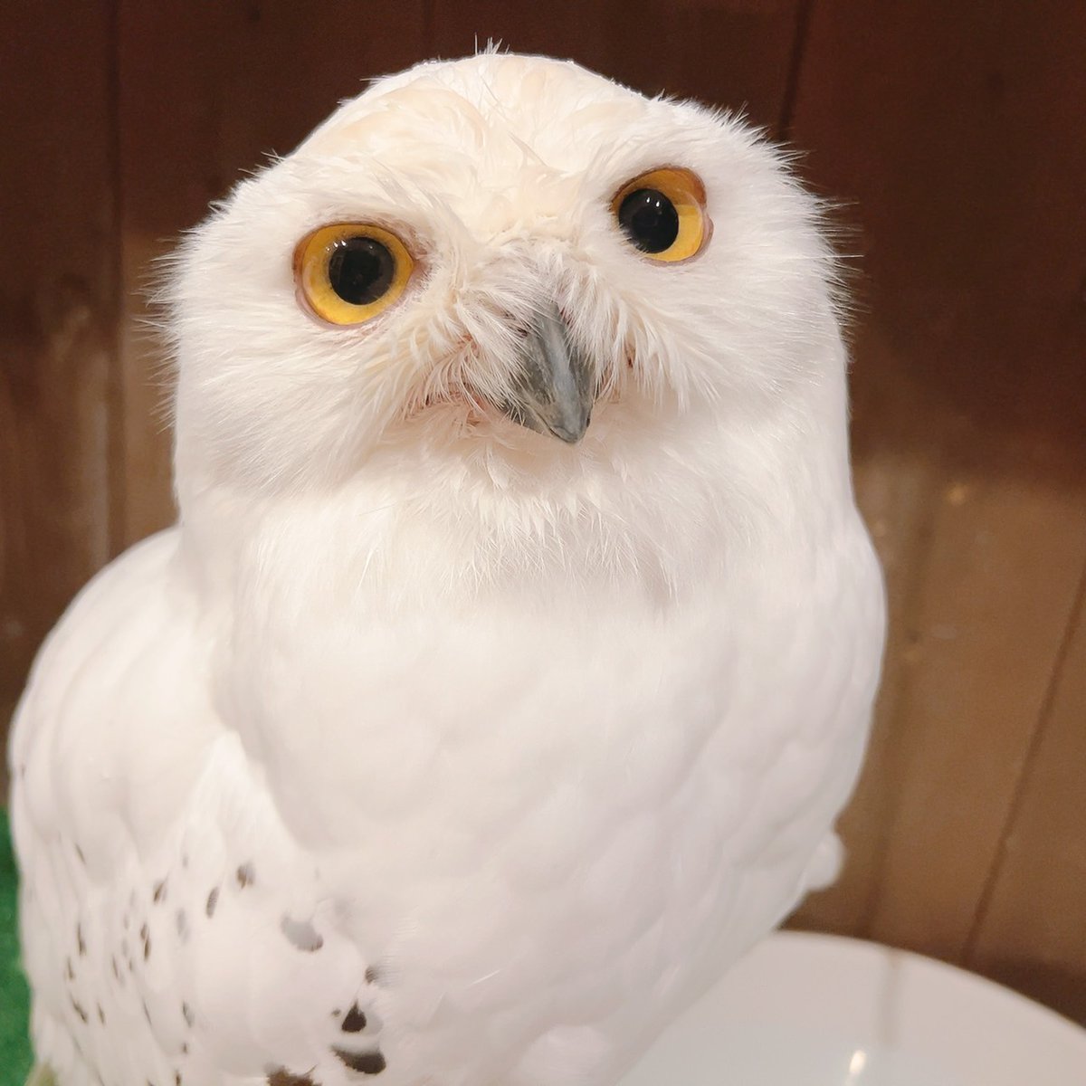  シロフクロウ　オウル　owl シロフクロウ オウル owl 0134-petbank5_1.jpg