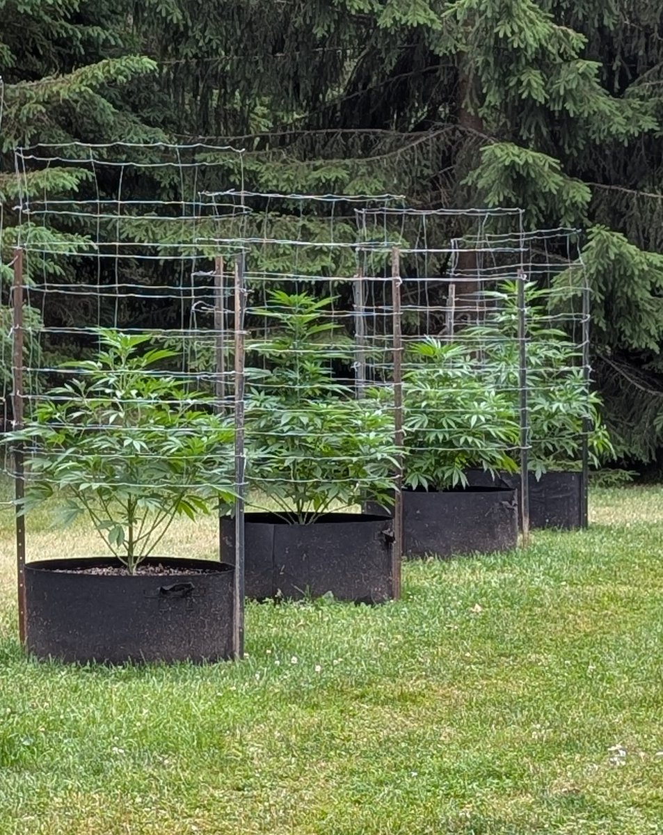 goodwoodsfinest's tweet photo. Girls are praying 🙏!!
#code420
#smokeweed https://t.co/j6UIapg531