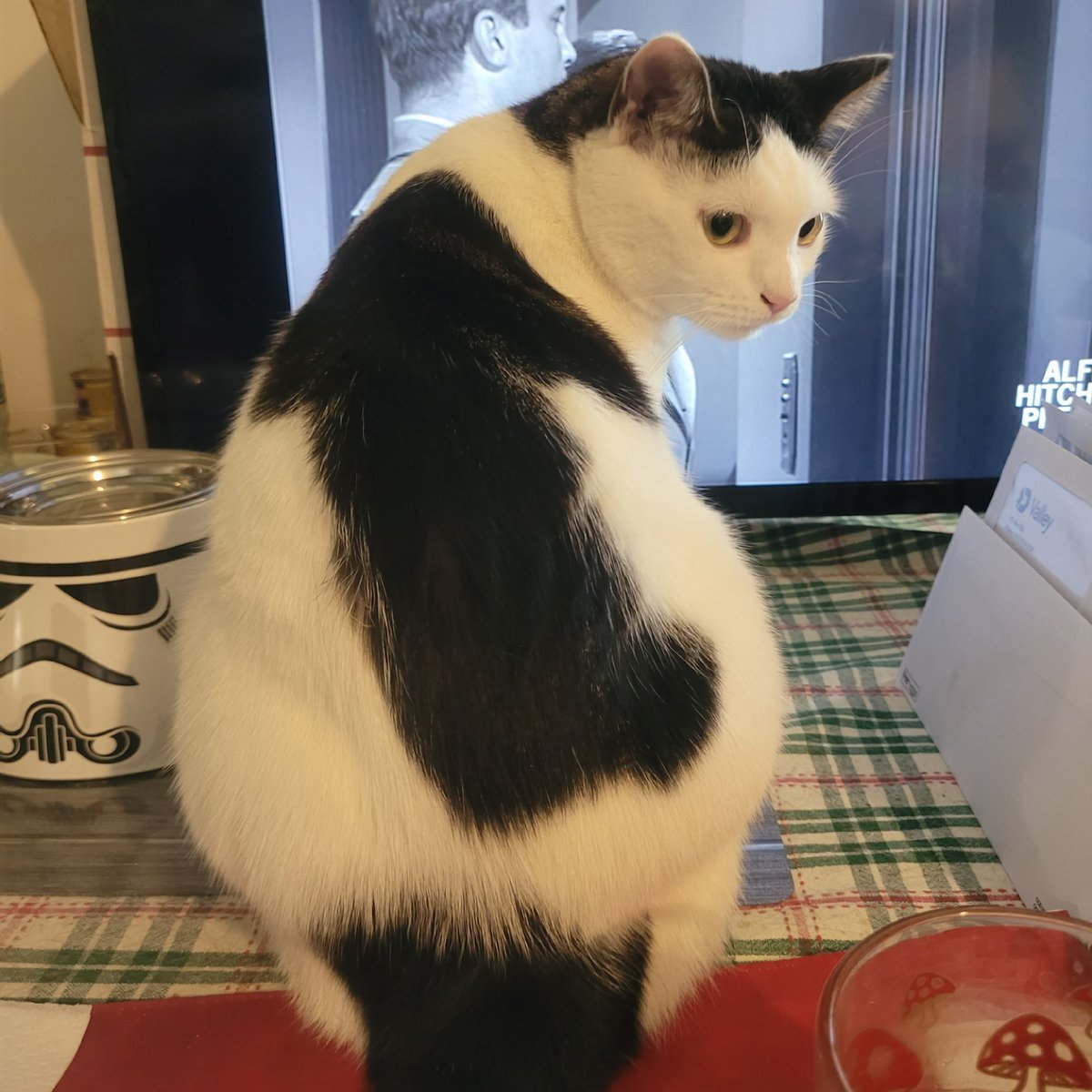 Hey Pals...some issues posting...sending out late #MushroomMonday 
L🍄VE!
Luv, Jedi Mushroom Skywalker!
❤️🛸🍄💫❤️
#JediMushroomSkywalker
#MushroomCat
#catoftheday
#CatsOfTwitter 
#StarWars
#MayTheForceBeWithYou 
#MayThePawsBeWithYou