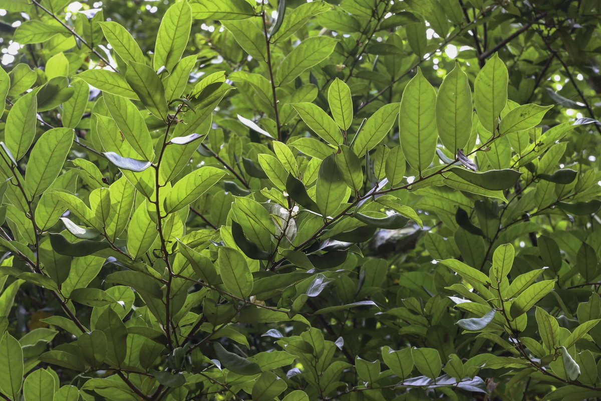 IITAForest's tweet photo. #Baphia nitida (Irosun) is fruiting at IITA Forest Center #THP! 🌳

🌺 Native to West-Central Africa, it’s used as a hedge, medicine for newborn care, and a source of natural dye.

It’s regenerating naturally in the wild @IITAForestCenter! 🌿

#Bnitida #Trees #ForestRestoration https://t.co/PjLke0VXO8