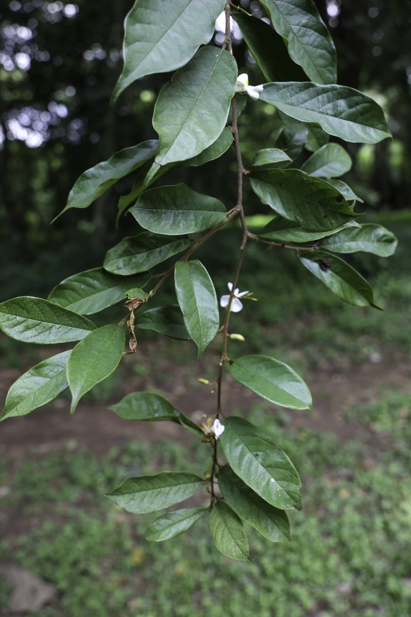 IITAForest's tweet photo. #Baphia nitida (Irosun) is fruiting at IITA Forest Center #THP! 🌳

🌺 Native to West-Central Africa, it’s used as a hedge, medicine for newborn care, and a source of natural dye.

It’s regenerating naturally in the wild @IITAForestCenter! 🌿

#Bnitida #Trees #ForestRestoration https://t.co/PjLke0VXO8