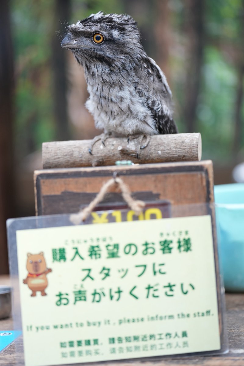 展示場デビューした今年生まれのオーストラリアガマグチヨタカのういろうちゃん

#神戸どうぶつ王国 
#オーストラリアガマグチヨタカ