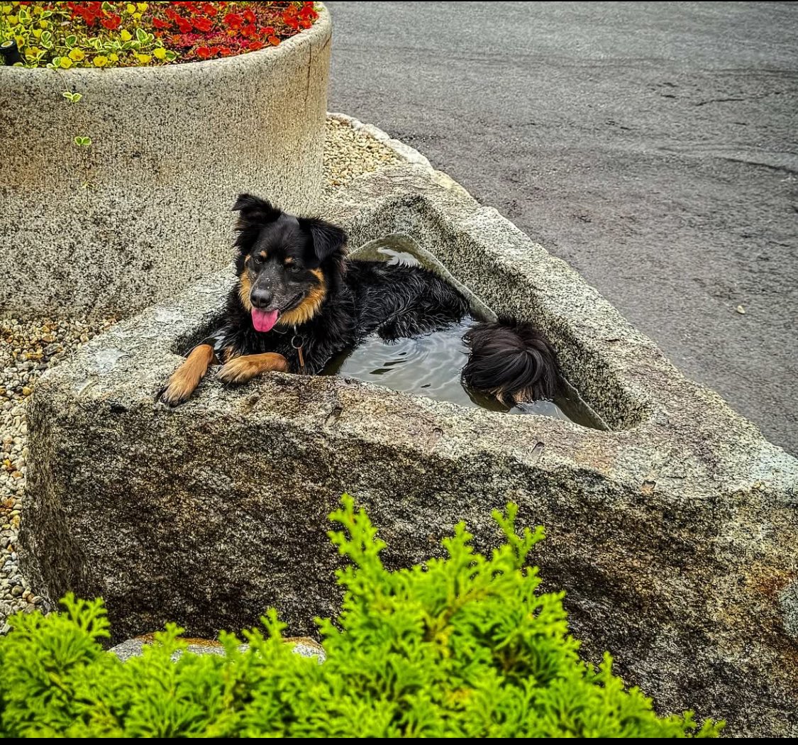 OLDENEGRANITE's tweet image. Another hot day, but Mason knows how to find the cool spots at Olde New England Granite/The Reed Corp.! 

oldenewenglandgranite.com 

#GraniteSuperstore #OldeNewEnglandGranite #Antiquegranite #reclaimedgranite #granitegallery #mason