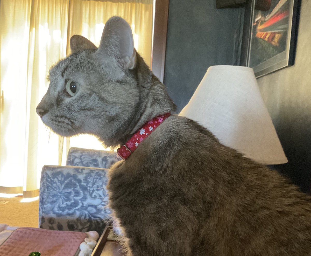 Happy #whiskerswednesday You will need to look close to see mine! But you can see my pretty new summer collar! 
We have A-LOT of collars to chose from. Wishing you a peaceful day. #CatsOfTwitter #CatsOfX #TabbyTroop #humpday