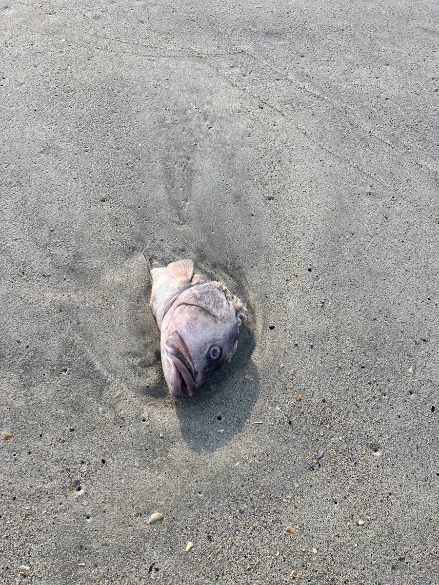 Lovely, kind hearted woman reached this at the same time I did on a beach walk this morning. She immediately said “aww. Don’t think if we moved it into the ocean it would swim away?” I replied, “I am pretty sure location is not its problem.” Bless your heart.