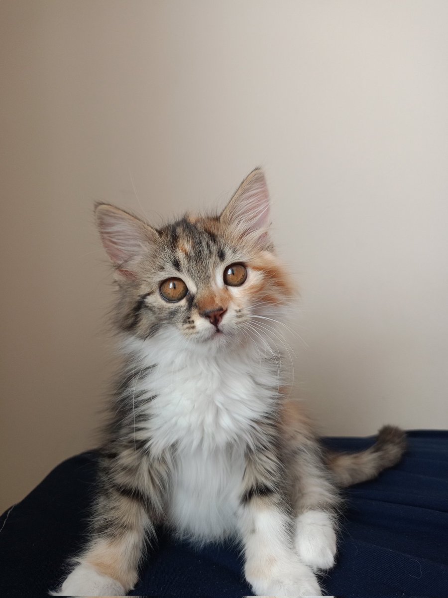 mintiskovebalim's tweet image. MELABA BEN MÜŞGAN
3 aylığım aranısa yeni kadıldım💛