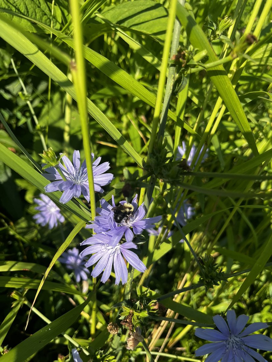 Check out our beautiful meadow in full bloom !!!   <a href="/MoyerMatthewD/">Matthew Moyer</a> <a href="/JohnJarmato/">John Armato</a> <a href="/PottstownNews/">Evan Brandt</a>