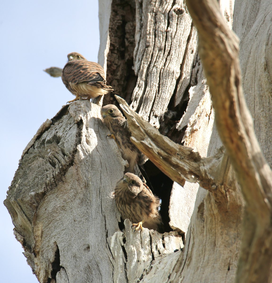 MaxineHovell's tweet photo. Three fledging kestrels #BIRDSTORY #birdsofprey #birdsofinstagram #birdslives #bird #BirdsUp #birdphotography #wildlifephotography #WildlifeWednesday #wildlife #wildlifeencounter https://t.co/u9i4zNYX7L