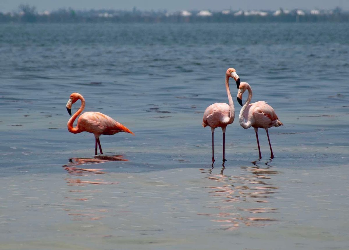 SabbyBentley's tweet image. Happy Wednesday everyone 😊
Gorgeous glimpse of the trio of flamingos that have been hanging out in Charlotte Harbor FL 🦩