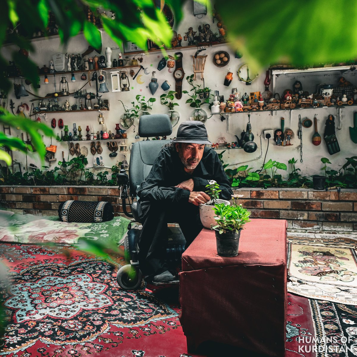 humansofkrd's tweet photo. Story of a Kurd from Southern Kurdistan

I started with a single flower pot, traveling from Sulaimani to Erbil and Ranya to see and buy flowers. My love for greenery and flowers is limitless. With the help of my disability wheelchair, I go to different places - the greenery has made me forget my disability.
I am Jabar Rawoof, 57 years old, and I have special needs. Due to the greenery in my home, people visit me daily. I was awarded the 'Greenest House in Kurdistan' by the Swedish Environmental Organization.
In autumn, when leaves and flowers turn yellow, I become very impatient. To me, flowers and greenery are like children - in spring, I bloom again with the flowers. With the help of my sister in-law and nephew, I've been able to create this green-filled home. Whenever I water the flowers and plants, I forget about my disability.
-
چیرۆکی کوردێکی باشوور 

لە ئینجانەیەک گوڵەوە دەستم پێ کرد، بۆ تەماشاکردن و کڕینی گوڵ لە سلێمانییەوە دەچوومە ھەولێر و ڕانیە. خۆشەویستیم بۆ سەوزایی و گوڵ بێسنوورە، بە یارمەتیی کورسیی کەمئەندامییەکەم دەڕۆم بۆ جێگە و شوێنەکان، سەوزایی کەمئەندامی لە بیر بردومەتەوە.
من (جەبار ڕەووف)م، تەمەنم ٥٧ ساڵە و خاوەن پێداویستیی تایبەتم. بەھۆی سەوزاییی ماڵەکەمەوە ڕۆژانە خەڵک سەردانم دەکەن. خەڵاتی سەوزترین ماڵی کوردستانم لە لایەن ڕێکخراوی ژینگەدۆستی سویدی-یەوە پێ بەخشراوە.
لە وەرزی پایزدا بە زەردبوونی گەڵا و گوڵەکان زۆر بێتاقەت دەبم. گوڵ و سەوزایی بەلای منەوە وەک منداڵێک وان، بەهاران لەگەڵ گوڵەکاندا دەگەشێمەوە. بە ھاوکاریی براژن و برازاکەم توانیومە ئەم ماڵە پڕ سەوزایییە دروست بکەم و هەر کاتێک ئاوی گوڵ و سەوزایییەکان دەدەم ئیتر دۆخی کەمئەندامیم بیر دەچێتەوە.
-
قصة كردي من جنوب كردستان
 
بدأتُ بسندانة زهور. سافرتُ من السليمانية إلى أربيل ورانية لرؤية الزهور وشرائها. عشقي للخضرة والزهور لا حدود له. أمشي على كرسي متحرك.  وقد انستني الخضرة إعاقتي.
أنا (جبار رؤوف)، ٥٧ عاماً، من ذوي الاحتياجات الخاصة. يزورني الناس يومياً بفضل خضرة منزلي. حصلتُ على جائزة "المنزل الأكثر خضرة في كردستان" من المنظمة السويدية للبيئة.
في فصل الخريف اشعر بالاكتئاب بسبب تحول لون الاوراق والاشجار للاصفر، الزهور والخضرة عندي اشبه بالاطفال، وفي الربيع أزدهر مع الورود.
بمساعدة زوجة اخي واطفال اخي،  تمكنت من صناعة هذا المنزل المليء بالخضرة، وفي الوقت الذي اروي الازهار والخضرة انسى اعاقتي.
#‌Sulaymaniyah | #Vim_Foundation
https://t.co/QsOe6T5lKy