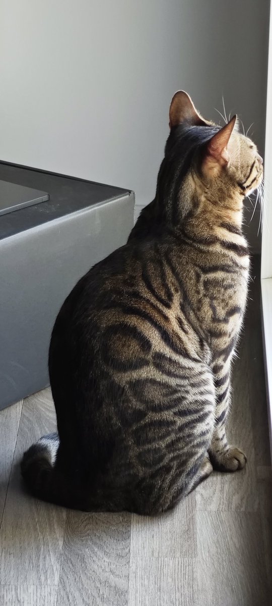 Neonzip75's tweet photo. - Trop beau
- Râle tout le temps
- Déteste les pieds
- Une vraie peluche https://t.co/60uAacufDK