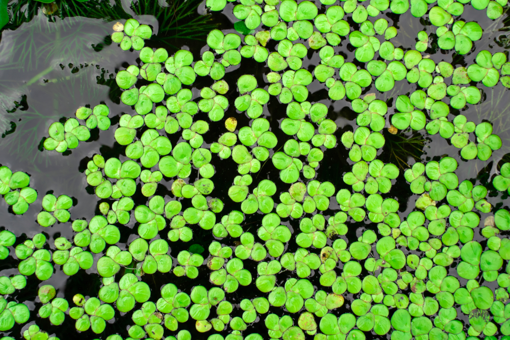 AquariusSystems's tweet image. What looks like green pond scum is becoming the hottest ingredient in high-end restaurants! Water lentils (duckweed) pack more protein per acre than soybeans and grow faster than any food crop. #EatYourGreens #Duckweed rollingout.com/2025/06/05/pon…