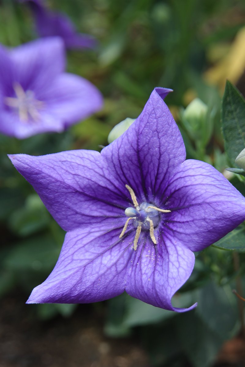 gontanokoneroku's tweet photo. Balloon flower 😃

#Flowers #Platycodon #BalloonFlower https://t.co/CGSf90LOW8